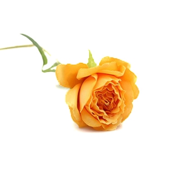 Silkerose gulorange